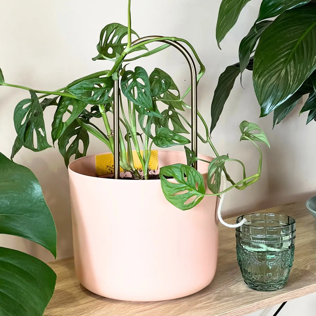 Self-Watering Plant Climber