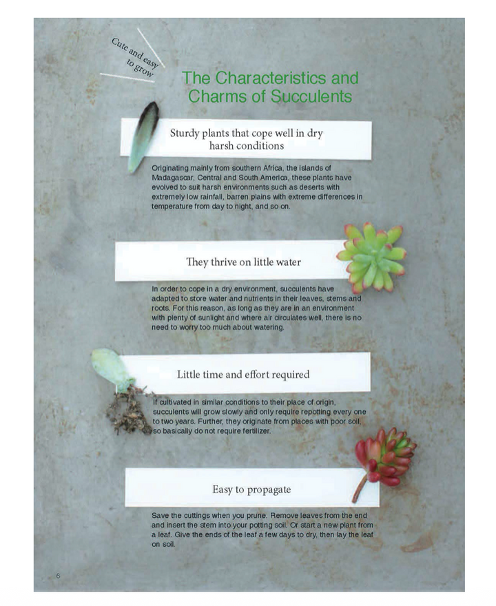 Container Succulents Book