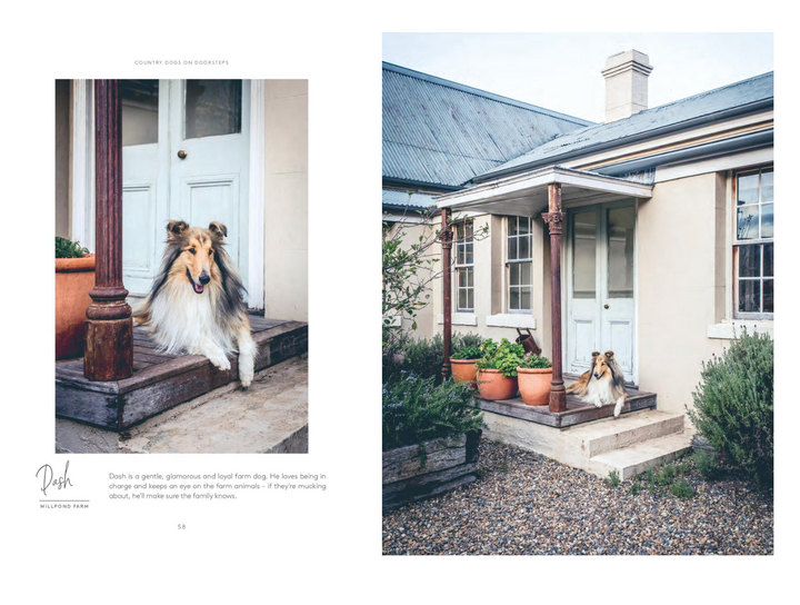 Country Dogs On Doorsteps